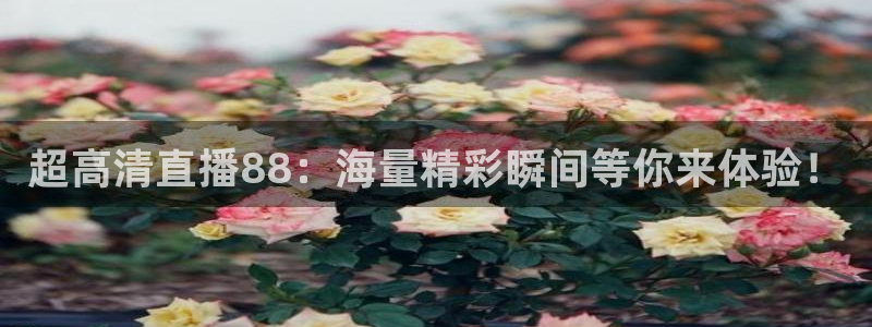 河豚体育nba直播：超高清直播88：海量精彩瞬间等你来体验！