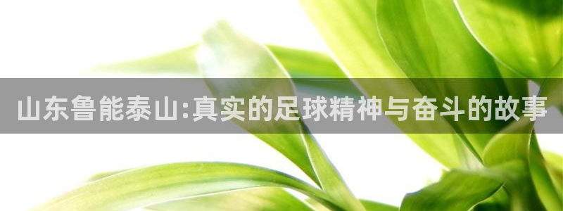 河豚足球体育直播：山东鲁能泰山:真实的足球精神与奋斗的故事